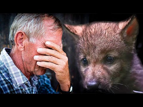 Видео: Лесник ПЛАКАЛ, когда ВОЛЧОНОК помог ему найти КЛАД, спрятанный глубоко в земле.