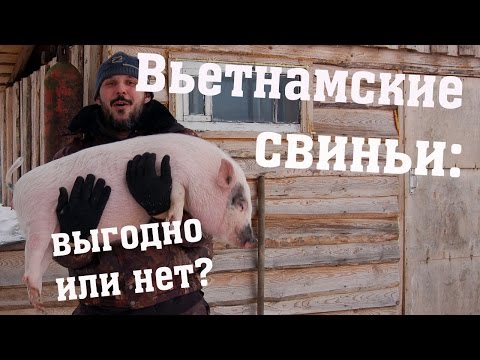 Видео: Вьетнамские свиньи - выгодно или нет?