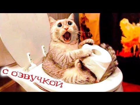 Видео: 🐱КРУТІ КОТИКИ