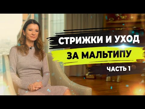 Видео: Особенности стрижки мальтипу. Косметика для мальтипу.