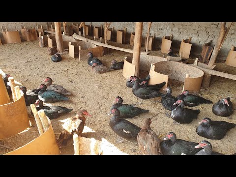 Видео: Мана буни бизнес деса булади Кора бош Индоурдаклар