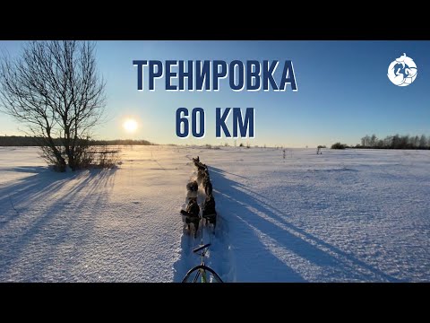 Видео: Тренировка ездовых собак «Уроборус» 60 км 12 собак | Аляскинские хаски