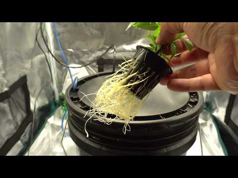 Видео: Метод гидропоники DWC для перцев в помещении