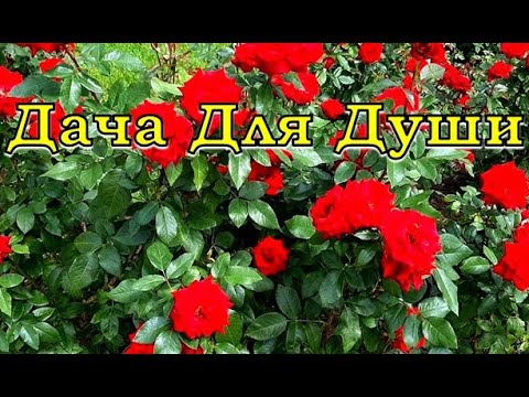 Видео: 9 "ПОЧЕМУ" не цветут РОЗЫ🌹🌹🌹
