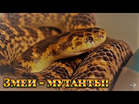 Видео: Змеи-мутанты. Что нас ждет?