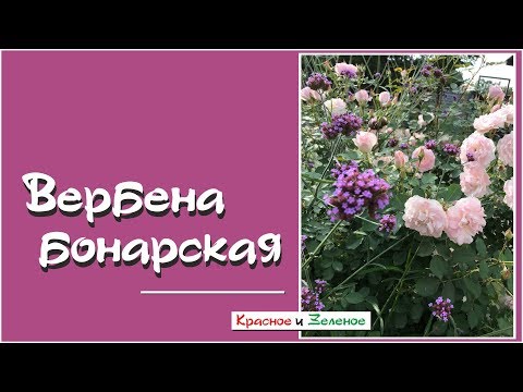 Видео: Вербена бонарская. Она преображает цветники!
