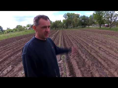 Видео: Высадка подвоя и зимней прививки