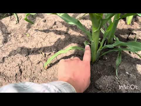 Видео: Пішла друга хвиля бурʼянів на кукурудзі. Що робити? Огляд полів