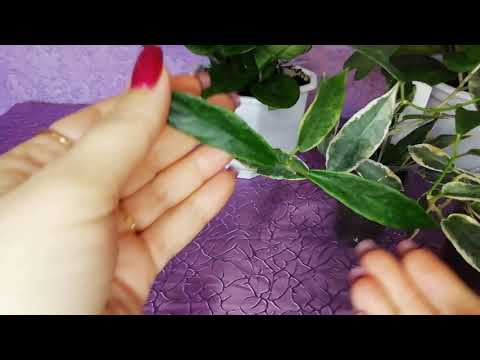 Видео: Хойи осенью. Планы на будущее.. #хойя #продажацветов #цветы #лианы #комнатныерастения #хойи