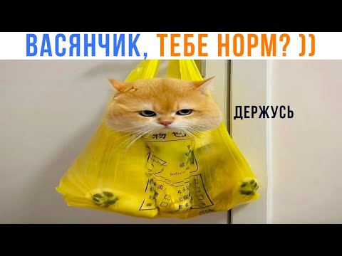 Видео: ВАСЯНЧИК ))) Приколы с котами | Мемозг 1584