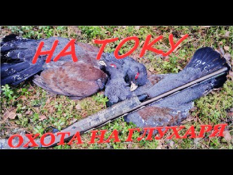 Видео: Глухариный ТОК #МНОГОГЛУХАРЕЙ