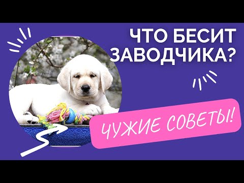 Видео: 🐕📝🐾 Что бесит заводчика: ЧУЖИЕ СОВЕТЫ