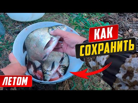 Видео: Как сохранить рыбу в жару на рыбалке