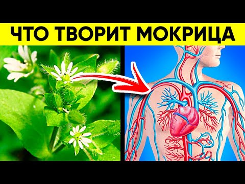 Видео: ВОТ ЧТО ТВОРИТ МОКРИЦА! (Реальная Польза и Вред Мокрицы)