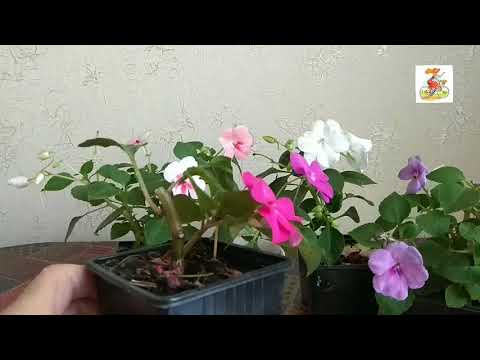 Видео: Бальзамин. Ванька мокрый. Уход. Размножение