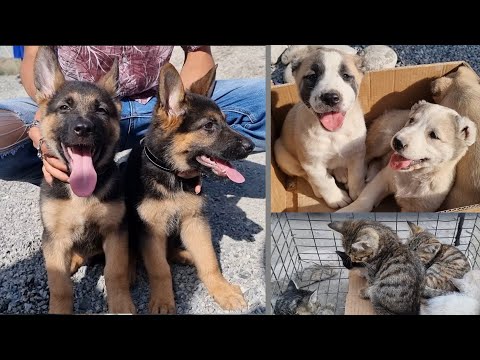 Видео: ФАРҒОНА ИТ БОЗОРИ бугун Зур булди