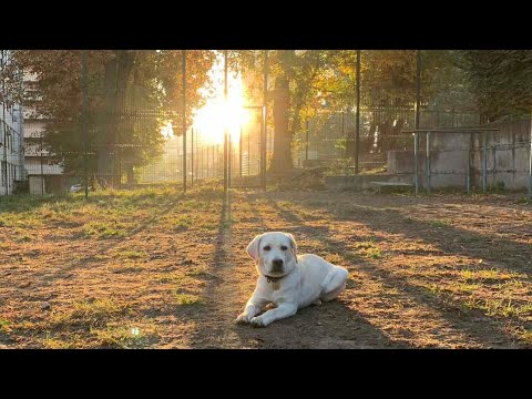 Видео: Важные советы о воспитании щенка подростка