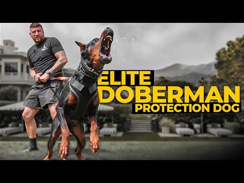 Видео: Элитная собака-защитник доберман