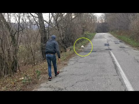 Видео: На рассвете я нашёл голодную овчарку, дрожащую у дороги — её глаза молили о любви!