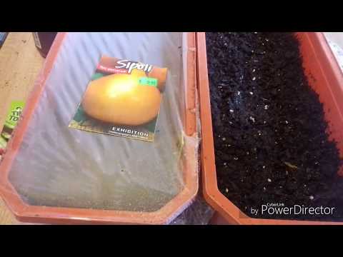 Видео: Посадка лука Эксибишен и лук - порей на рассаду семенами