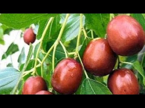 Видео: Зизифус.Китайский финик.Полезное дерево в наших садах.#полезныеягоды#tagetes#аптекарскийогород