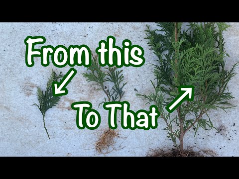 Видео: Размножение туи Зелёный Гигант. Часть 2 // Укоренение туи Зелёный Гигант