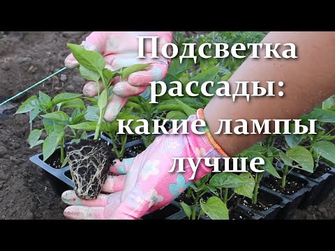Видео: Подсветка Рассады и Цветов : Как Выбрать Освещение и Какие Лампы Лучше