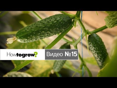 Видео: Лидеры урожайности среди трёх сравниваемых гибридов огурцов