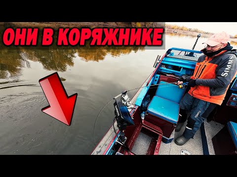 Видео: Как ловить ХИЩНИКА в КОРЯЖНИКЕ? Хотя нет... На ПЕСКАХ