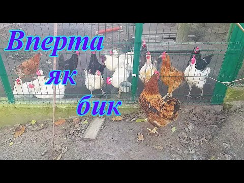 Видео: Перша квочка на селі.
