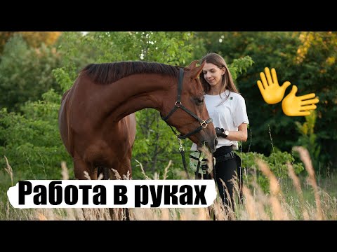 Видео: Работа в руках с молодой лошадью 🙌🏻💚Гимнастика