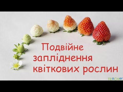 Видео: Подвійне запліднення квіткових рослин