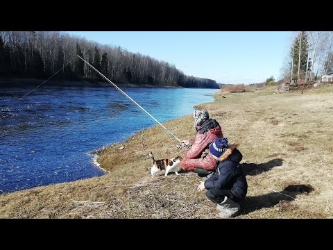 Видео: Ловля Щуки На Живца. Река Луга.