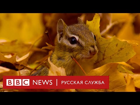 Видео: Чудесные времена года. Самые живописные места нашей планеты | Документальный фильм Би-би-си