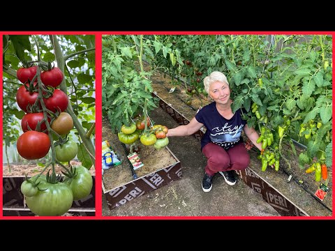 Видео: ТОМАТЫ - наши впечатления от новых сортов