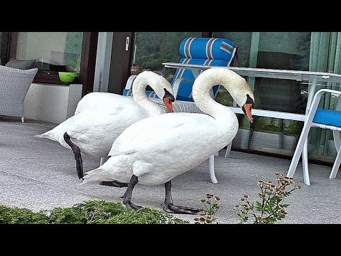 Видео: ЛЕБЕДИ, Личные Отношения. Редкие кадры