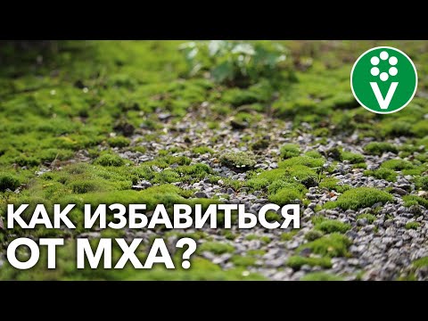 Видео: МОХ ЗАПОЛОНИЛ УЧАСТОК? Вот что добавить в почву и чем пролить!