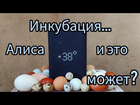 Видео: Инкубатор OVO-156.  Он больше меня не пугает...