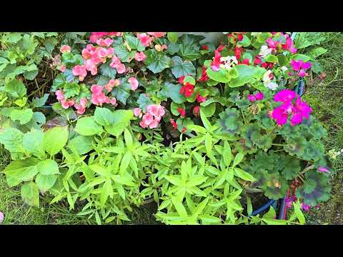 Видео: Королевская тайна вашего сада: Все о лечебной вербене лимонной