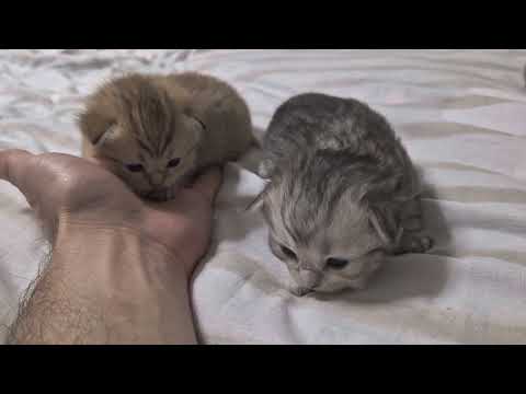 Видео: Выгуливаем котят 😊