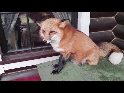 Видео: Ли Сяо / Alice the Fox Лиса Алиса (Лиса ночью охраняла будку собак)