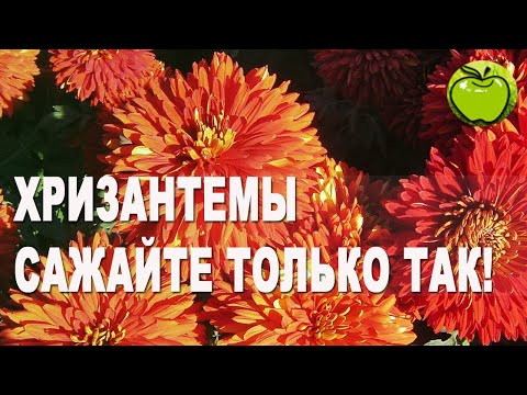 Видео: ЧТО НЕ ЛЮБИТ ХРИЗАНТЕМА ПРИ ПОСАДКЕ В ГРУНТ, САЖАТЬ ХРИЗАНТЕМУ ОСЕНЬЮ  НАДО ТОЛЬКО ТАК.