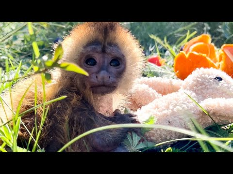 Видео: ИНТЕРЕСНО наблюдать, как Анфиса и Финик пытаются ВЗАИМОДЕЙСТВОВАТЬ!