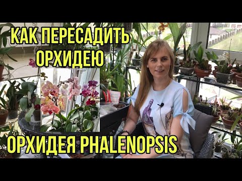 Видео: Как пересадить орхидею Фаленопсис