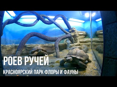 Видео: Роев ручей. Красноярский парк флоры и фауны