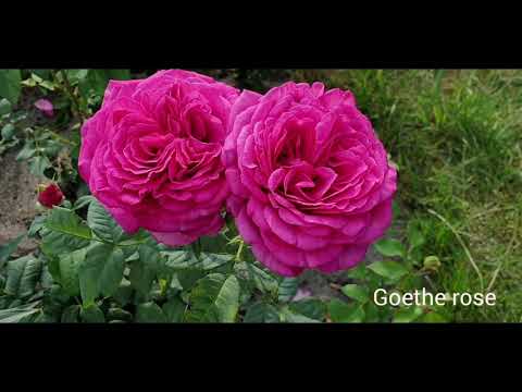 Видео: Пышное цветение роз. Любимая Bonica жжёт :) Ролик - Relax!!!