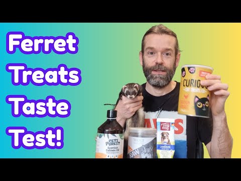 Видео: Полезное лакомство — узнайте, кого хорек выберет победителем!