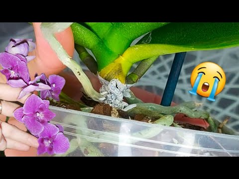 Видео: НОВАЯ орхидея ГНИЕТ , что ДЕЛАТЬ? Зачистка , ОБРАБОТКА
