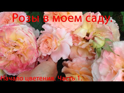 Видео: Розы в моем саду. Начало цветения. Часть 1.