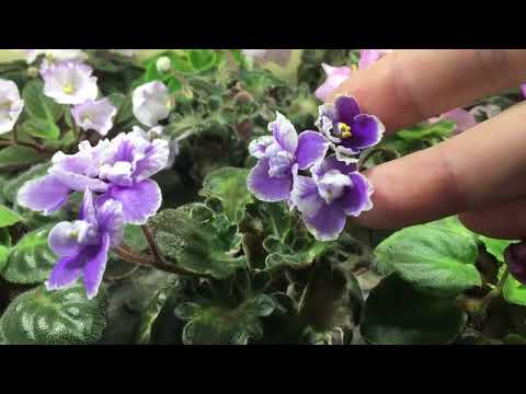 Видео: Мини фиалки. Постараюсь все показать и объяснить.